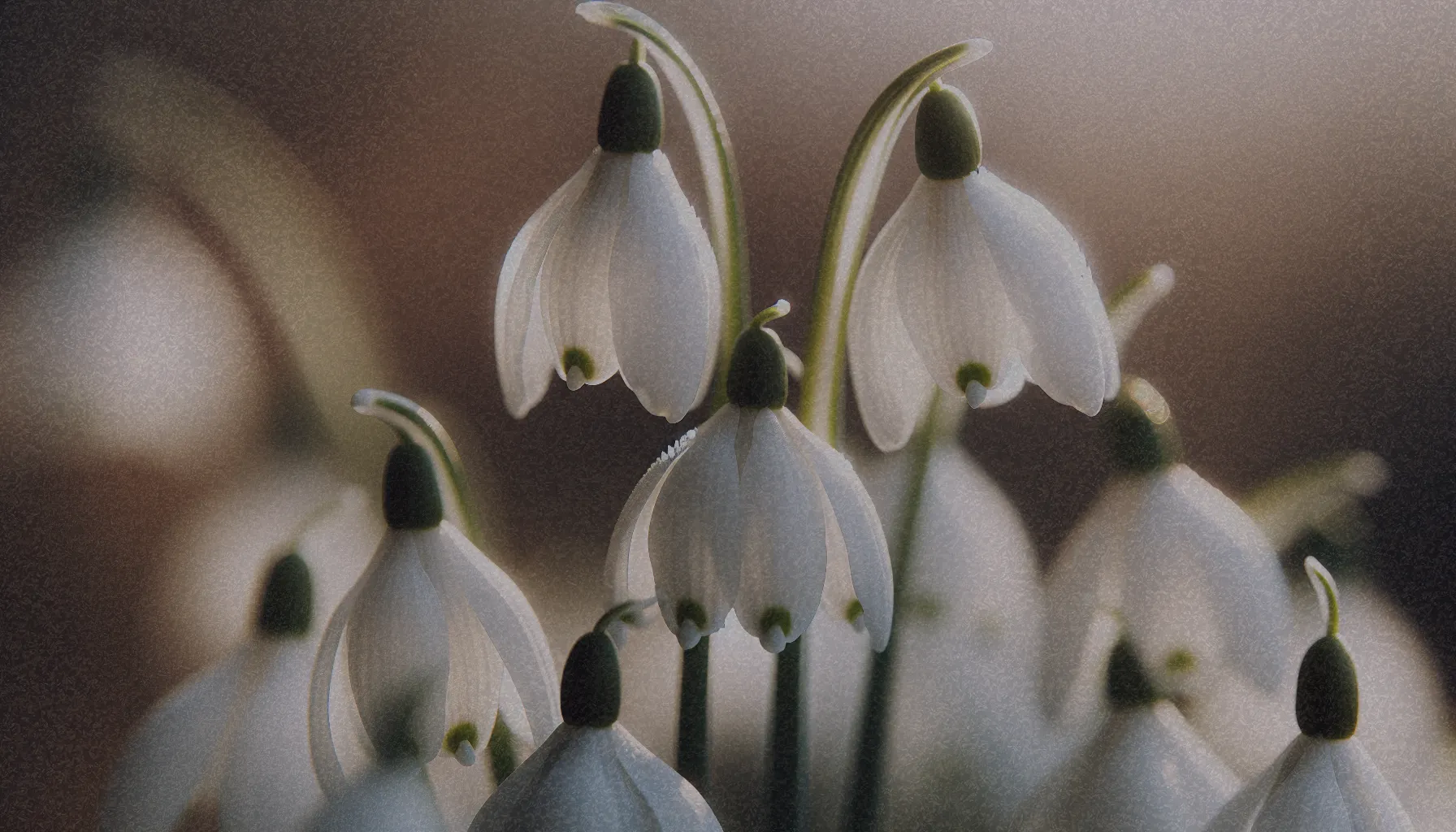 Detalles de las flores blancas de la Azucenita, mostrando su forma acampanada y color blanco brillante.