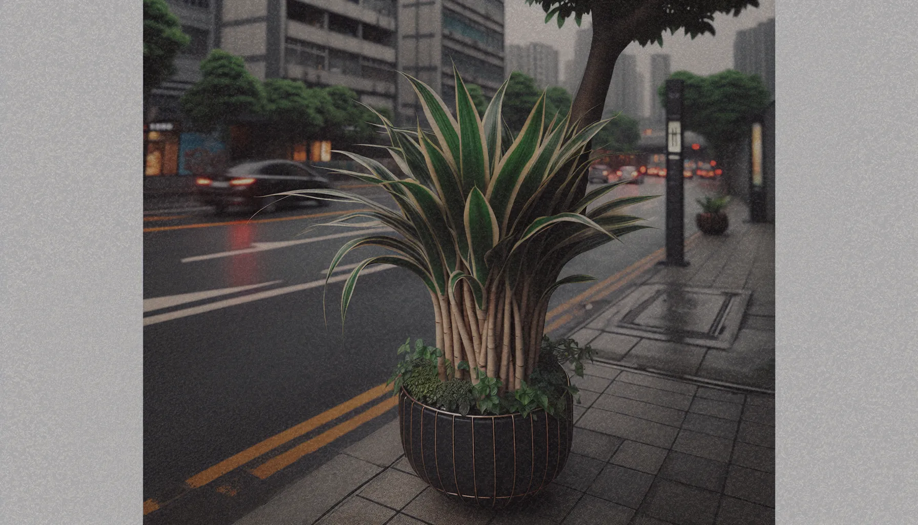 Dracaena marginata en un entorno urbano, mostrando su forma esbelta y hojas características.