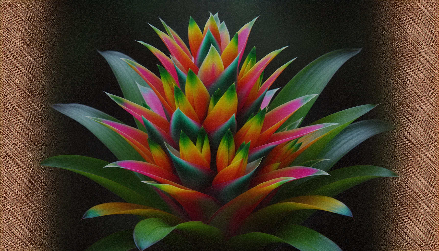 Guzmania, una planta tropical con inflorescencias coloridas y hojas verdes brillantes dispuestas en forma de roseta