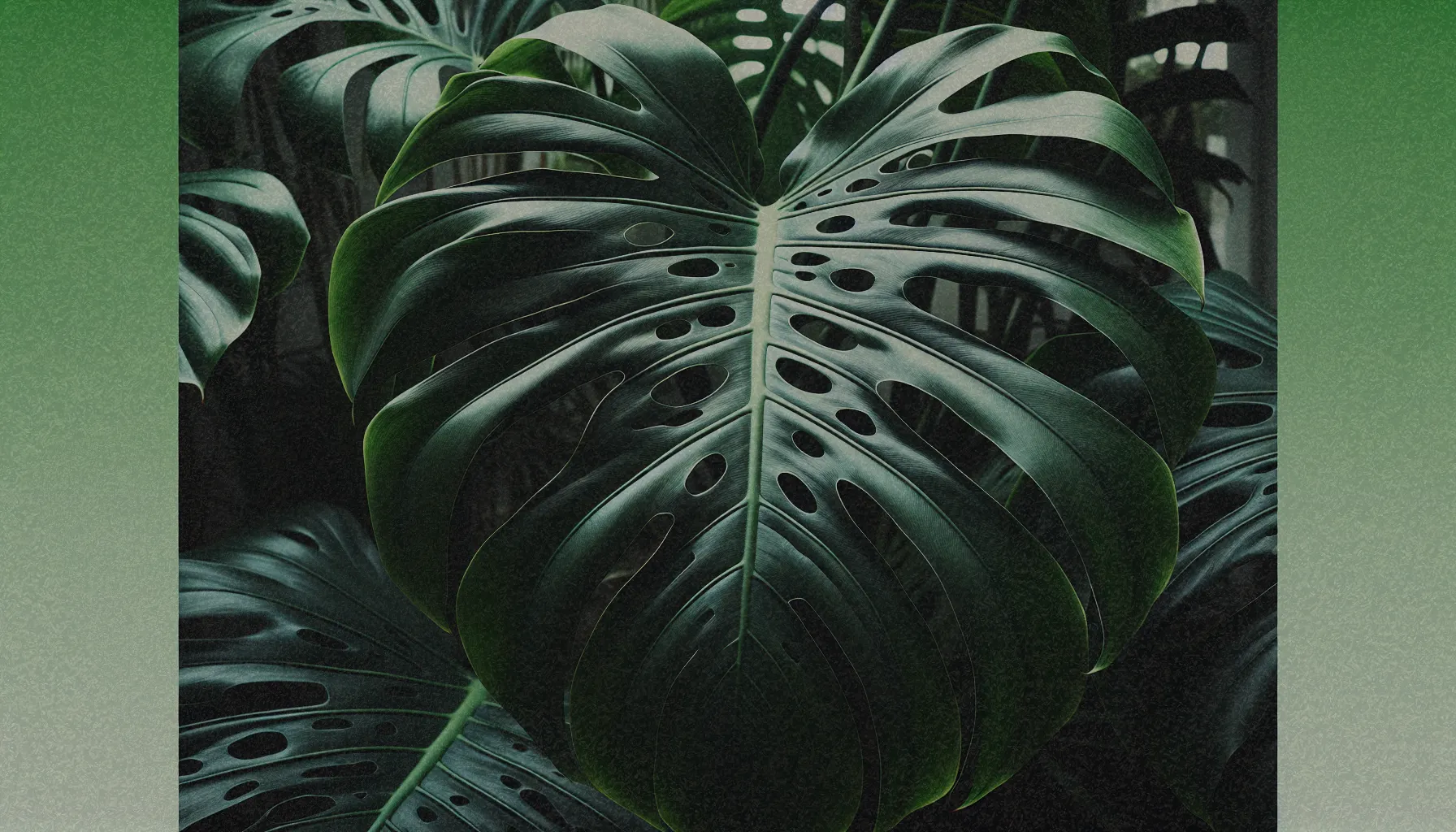 Hojas grandes y perforadas de la planta Monstera, mostrando su diseño único y exótico.