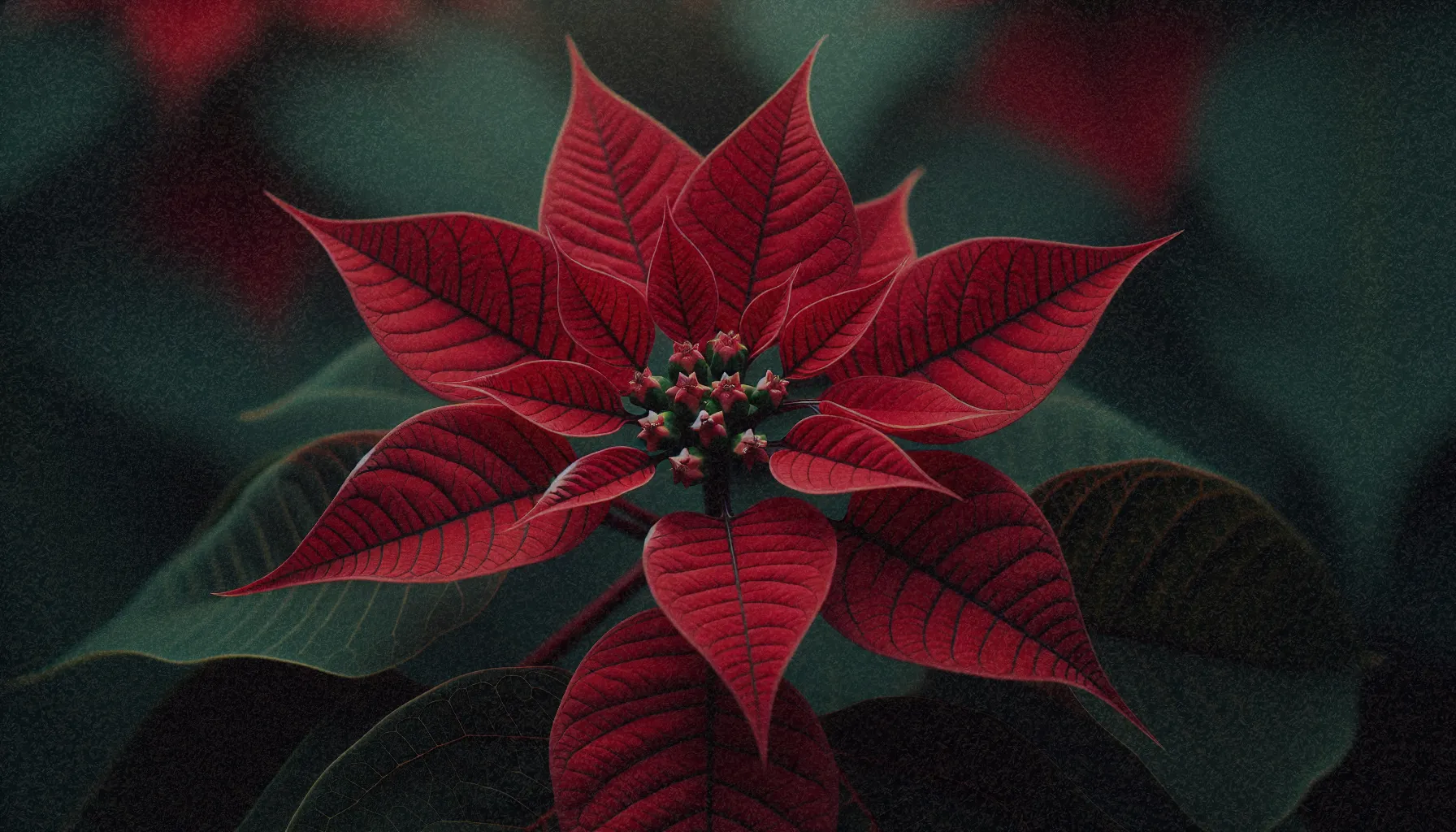 Poinsettia bien cuidada siendo regada, mostrando el sustrato ligeramente húmedo y una maceta con buen drenaje