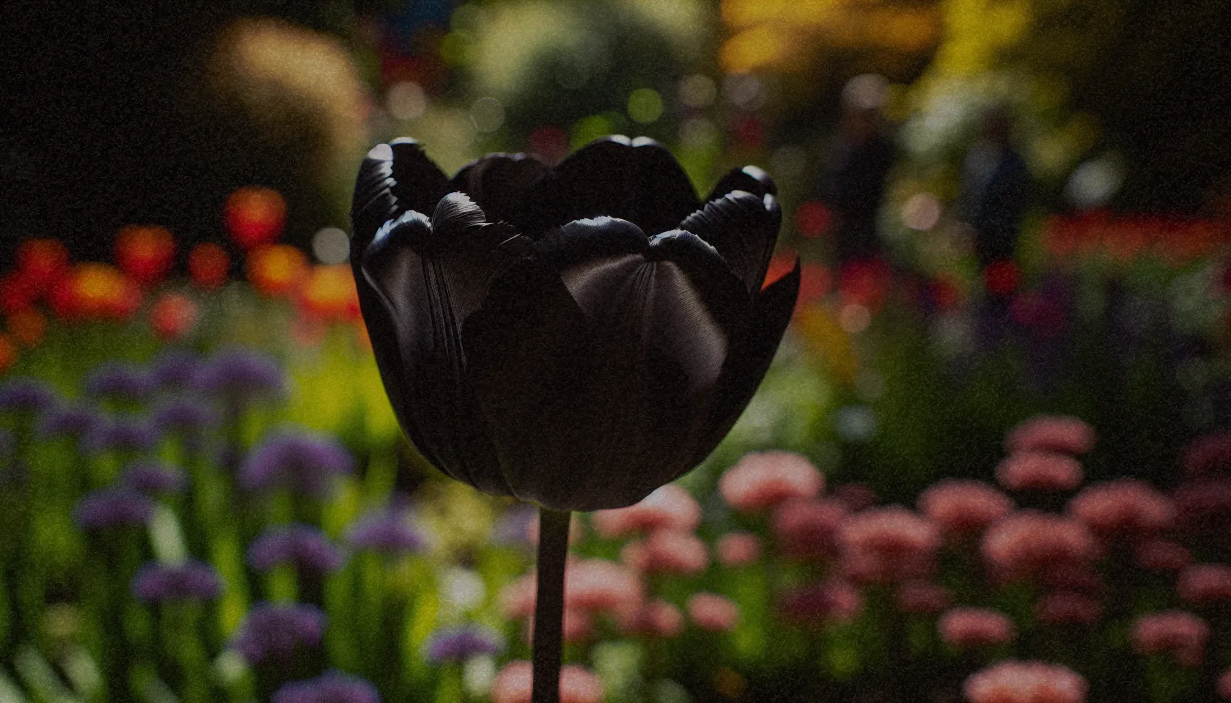 Tulipán negro en un jardín, mostrando su distintivo color oscuro y elegante forma